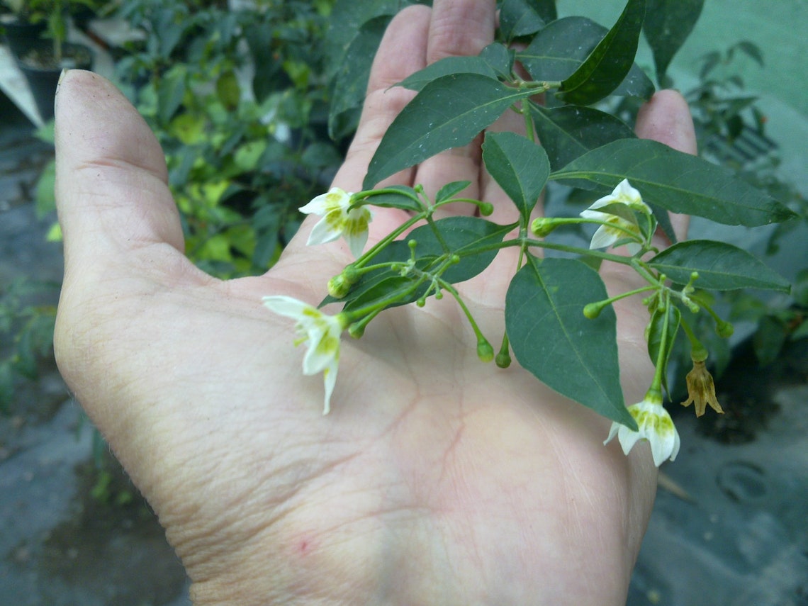 7 Plus Seeds/seeds Pepper Capsicum Flexuosum Etsy