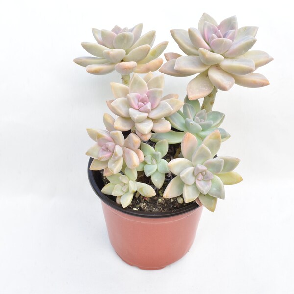 Graptosedum Ghosty succulent
