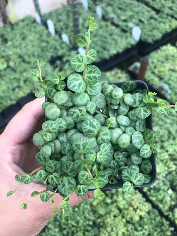 Wish List Plant* String of Turtles Succulent- Peperomia Prostrata