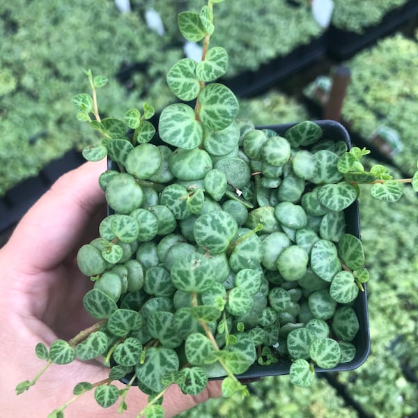 Wish List Plant* String of Turtles Succulent- Peperomia Prostrata