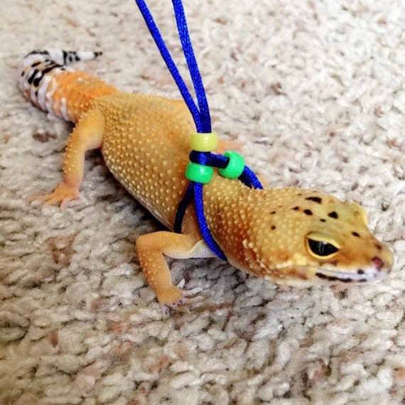 gecko leash