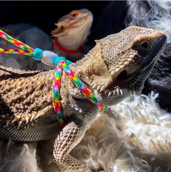reptile harness