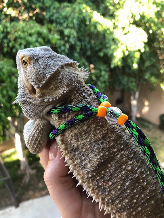 blue tongue skink leash