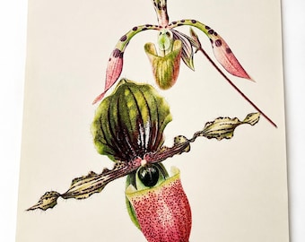 Vintage Orchid Print | Paphiopedilum Slipper Orchid Botanical Illustration (1952)
