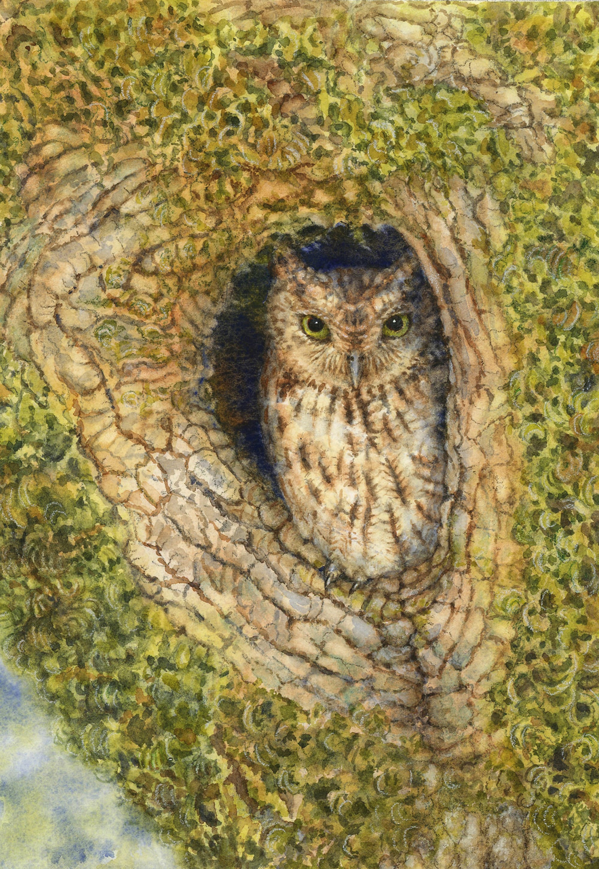 Western Screech Owl watercolor illustration from "Secrets of the Oak Woodlands."