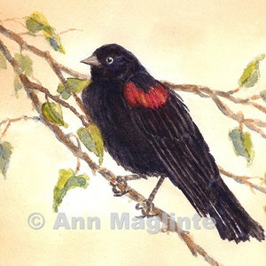Red Winged Blackbird, watercolor, bird, branches, giclee, wall art, nature, ornothogy, handmade
