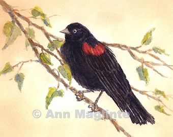 Red Winged Blackbird, watercolor, bird, branches, giclee, wall art, nature, ornothogy, handmade