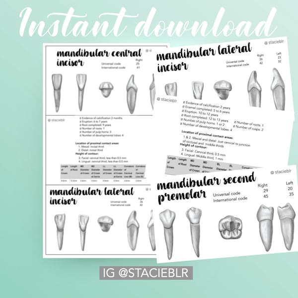 Tooth Morphology and Anatomy FLASHCARDS - Medical, Dental and Nursing SchoolT