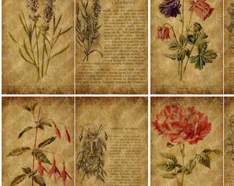 May include: A collection of eight vintage botanical prints. Each print features a detailed illustration of a flower or plant, accompanied by handwritten text on a sepia-toned background. The prints showcase a variety of floral species.
