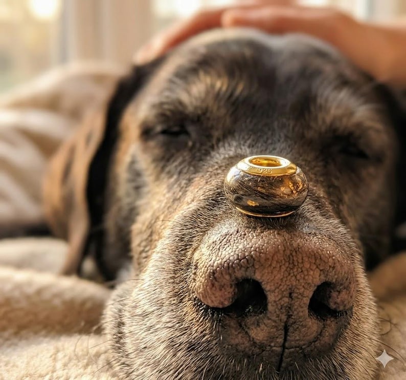 May include: A gold-colored, round charm with a dark, textured center rests on a dog's nose. The charm has a shiny, metallic band around the top and bottom. The dog is brown and appears to be resting.