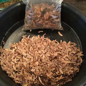 May include: A black plastic bowl filled with a large quantity of dried brown seed pods. A clear plastic bag containing a smaller amount of the same seed pods is sitting on top of the bowl.