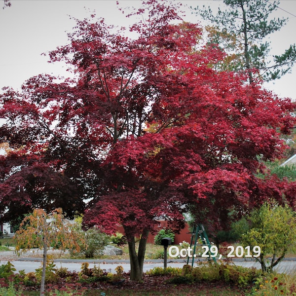 Red Japanese Maple Tree Seeds - 50 ct