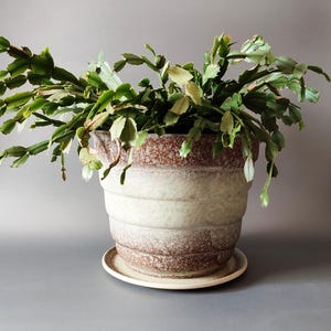 Puede incluir: Una maceta de cerámica grande con una planta verde. La maceta tiene un diseño texturizado y en capas con bandas alternas de colores marrón y crema. La planta tiene hojas verdes segmentadas y se desborda de la maceta.