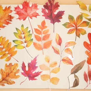 PET plastic sticker | 15pcs plant Autumn leaves themed PET plastic sticker transparent Die Cut Stickers