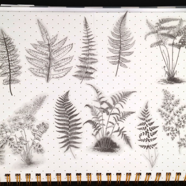 Fern vellum stickers | 20pcs/pack fern sketch botanical vellum stickers