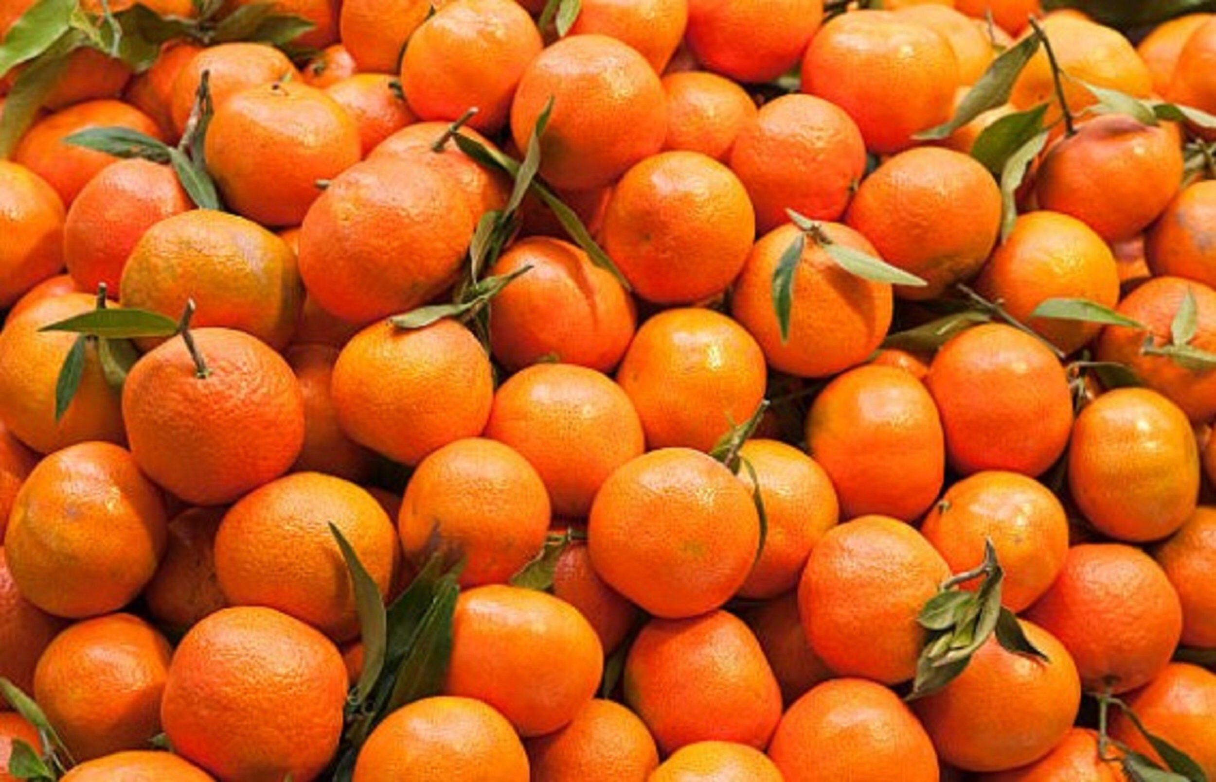 Tangerine Essential Oil100 Pure 15ml Etsy UK