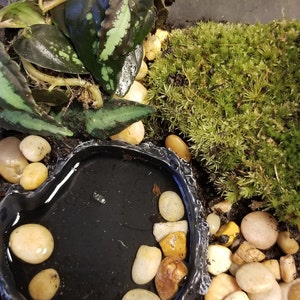 Puede incluir: Un pequeño sapo marrón claro posado sobre una hoja verde y plateada en un terrario. El terrario incluye un recipiente de agua negro, pequeñas piedras y musgo verde. Una escena de hábitat natural para un pequeño anfibio.