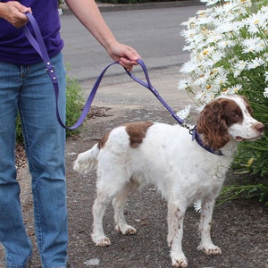 Correa BioThane® Deluxe de 3/4" de ancho con asa de seguridad incorporada, fabricada con BioThane® Beta Heavy