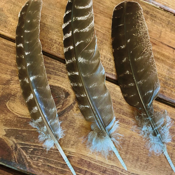 Natural Turkey Feather, Smudging, Smoke Cleansing, Ethically Sourced Wild Turkey Feather, Cleansing your home or space, decorative feathers