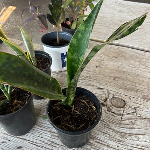 Sansevieria Laurentii Silver - Etsy
