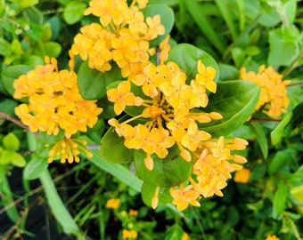 Ixora