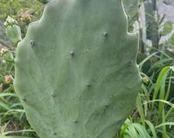 spineless prickly pear cactus pad