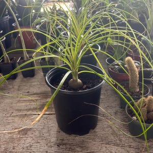 artificial palm tree plant Artificial Golden Cane Palm Plants 5 Feet Fake Tree for Home Decor Ind   DR.Planzen
