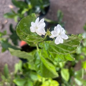Sambac Arabian Jasmine