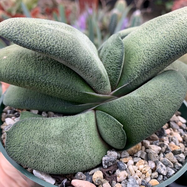 Gasteria armstrongii x baylissiana #2 F2 Hybrid 5” Pot RARE SUCCULENT PLANT not Aloe Haworthia