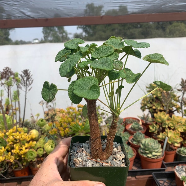 Pelargonium cotyledonis 3.5” Pots - Seedgrown! RARE CAUDEX PLANT Geranium father live forever white flower