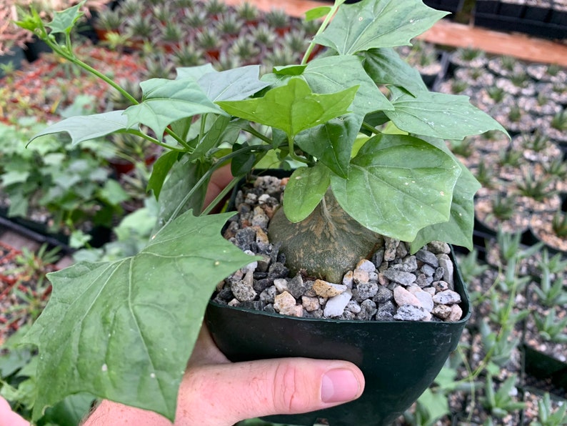 Gerrardanthus macrorhizus 4 Pot Boulder Plant RARE Etsy