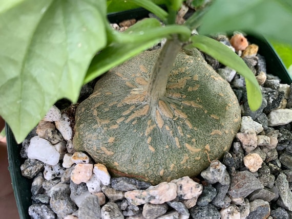 Gerrardanthus macrorhizus 4 Pot Boulder Plant RARE | Etsy