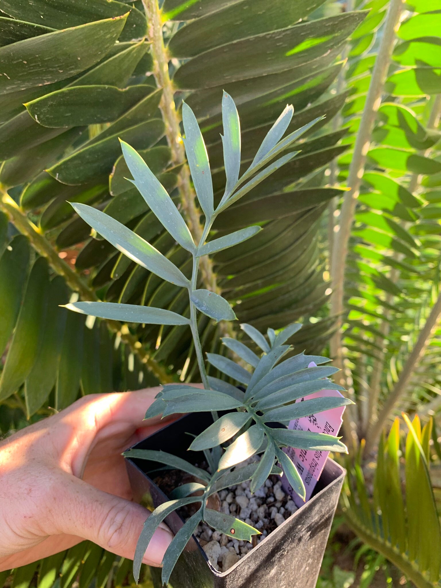 Encephalartos trispinosus in bandpot with 3 leaves RARE BLUE Etsy
