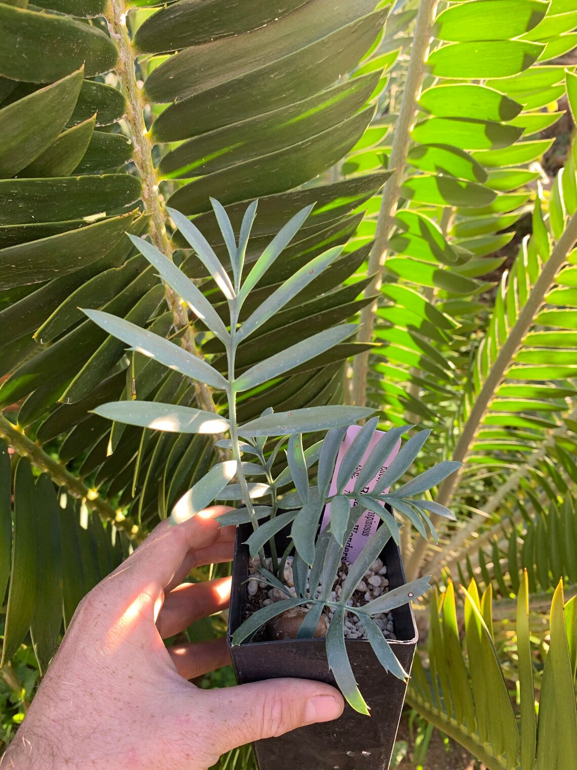 Encephalartos trispinosus in bandpot with 3 leaves RARE BLUE Etsy