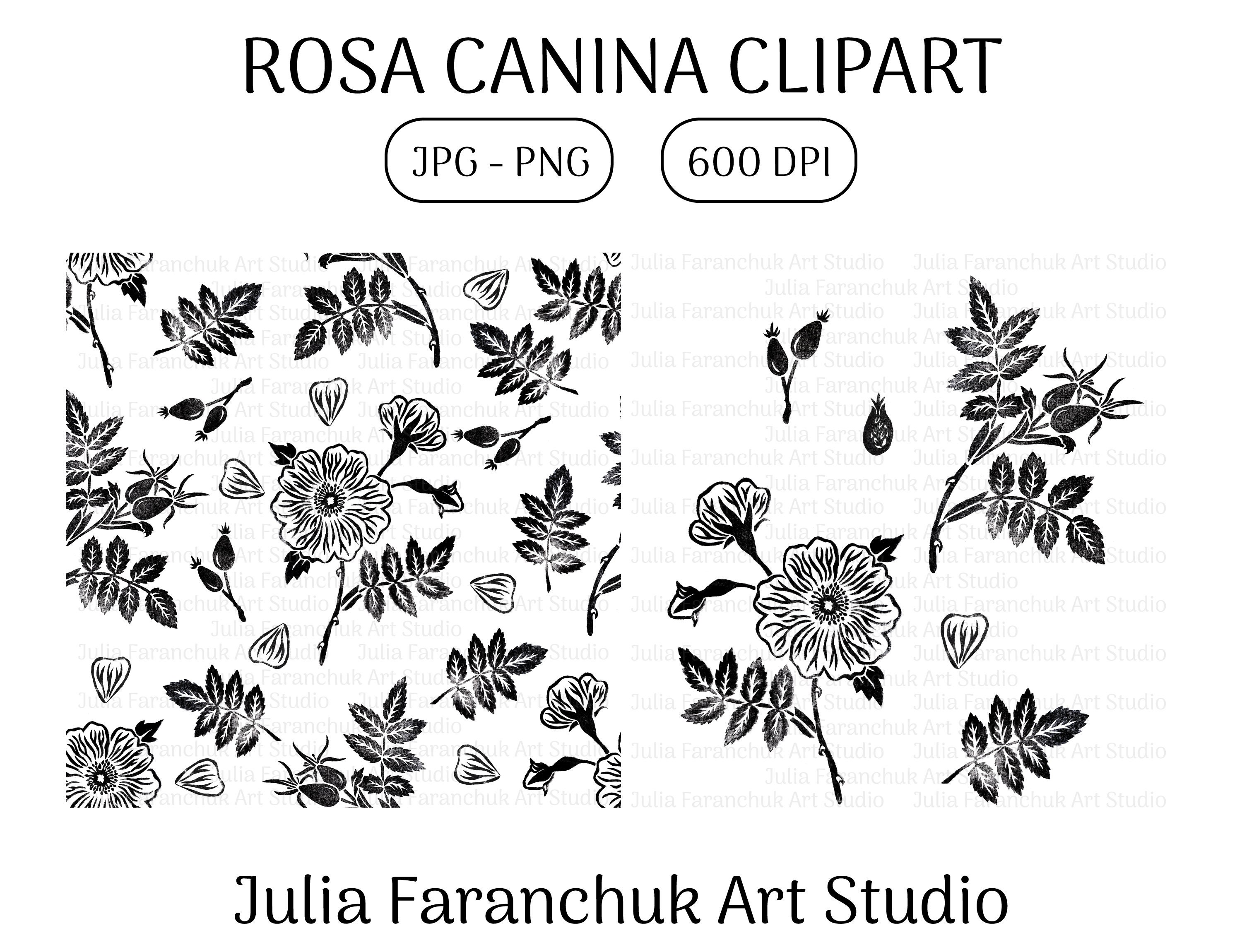 Rosa Canina Clipart Dog Rose Png Wild Rose Png Rose Hip Etsy