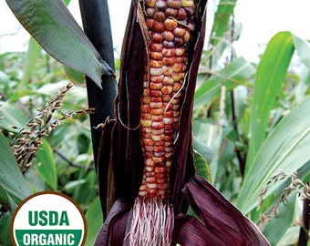 Red Corn Seed Etsy