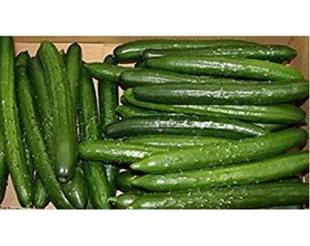 100 Persian BEIT Alpha Burpless Cucumber Seeds