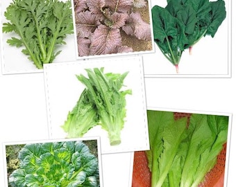 8-gram 3000+ Asian AUTUMN GREENS Seeds blend Mix: Gai Choi, Shungiku, A Choi, Tatsoi, Red Giant, Spinach; great for spring too! Single Pkt