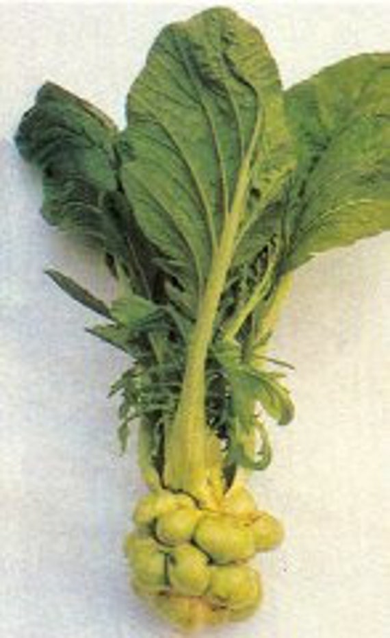 Zha cai recipes? r/fermentation