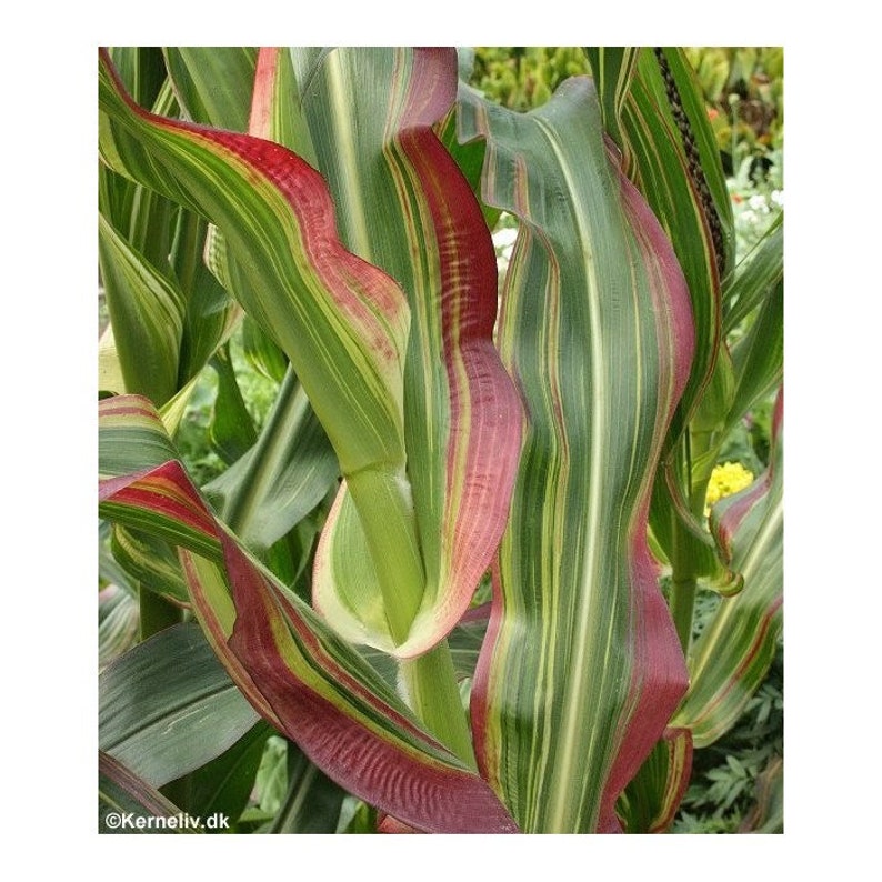 25 Organic JAPONICA STRIPED MAIZE Corn Seeds Etsy