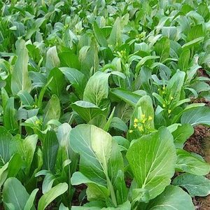 May include: A field of green leafy vegetables with yellow flowers. The plants are growing in rows and are close together.