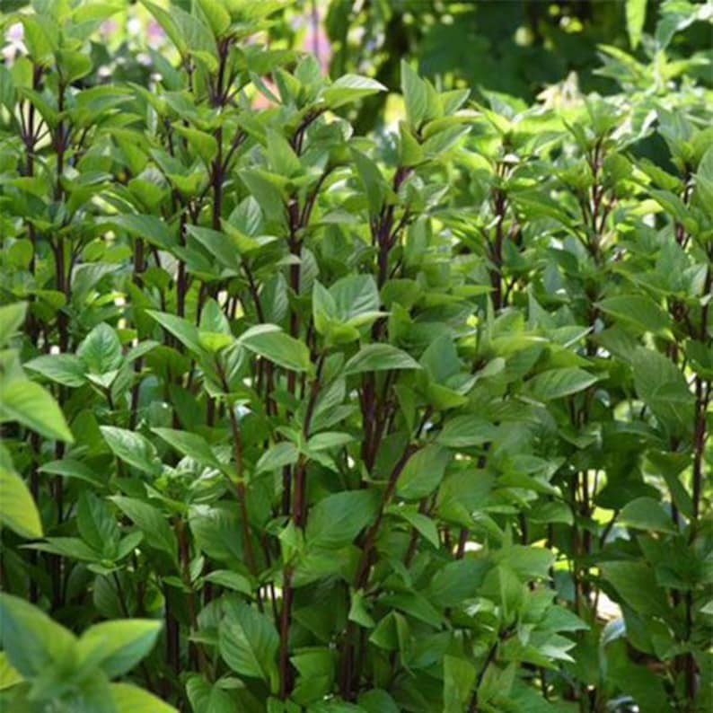 PanAsiaHeirloom Everleaf Thai Towers Basil Seeds - Thumbnail 3