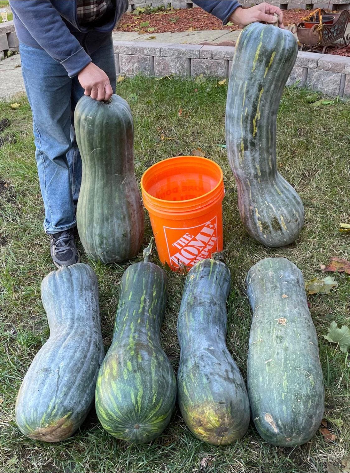 12 Zucca Lunga Piena di Napoli seeds; Long Pumpkin of Naples, 50+ lbs possible; can be used as summer squash or winter butternut squash