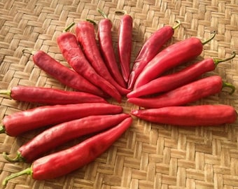 20 organic Hong Gochu Large Korean Hot Pepper Chili seeds 홍고추, sourced from Adaptive Seeds