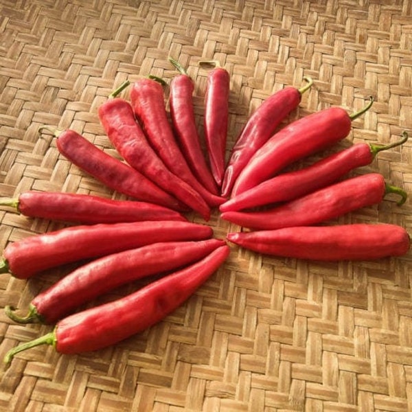 20 organic Hong Gochu Large Korean Hot Pepper Chili seeds 홍고추, sourced from Adaptive Seeds