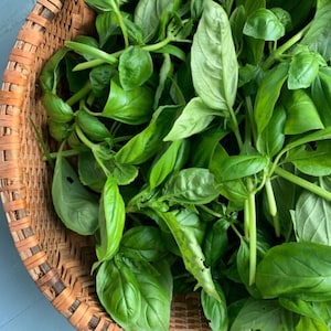 2000 3-gram SWEET GENOVESE Basil seeds; herb; heirloom non-GMO