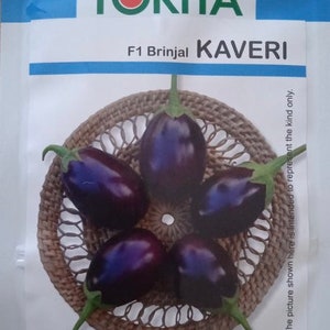 50 Kaveri Hybrid Indian Eggplant seeds; egg shaped purple Brinjal
