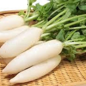 300 Shirahime Hatsuka Daikon Japanese Radish seeds 白姫廿日大根; Mature in just 20-30 days; great for making Kimchee