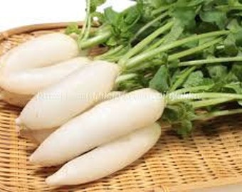 300 Shirahime Hatsuka Daikon Japanese Radish seeds 白姫廿日大根; Mature in just 20-30 days; great for making Kimchee