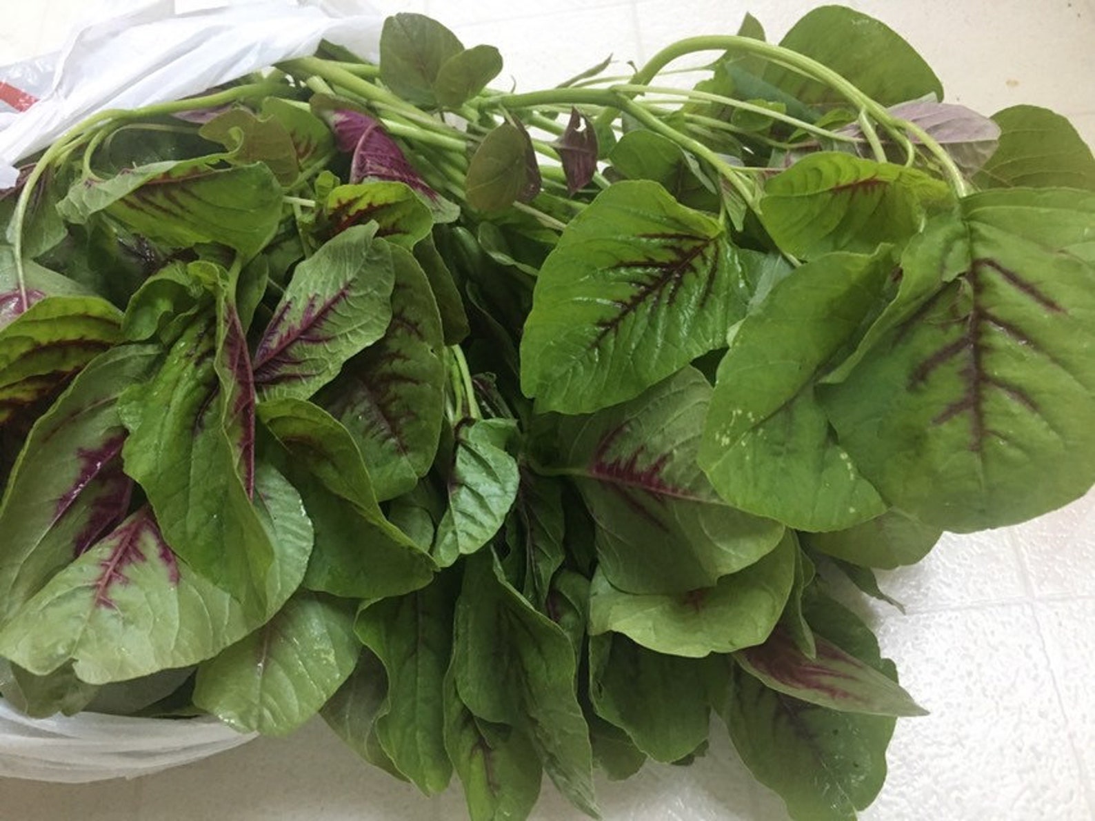 1/4-oz 7000+ Red Stripe Leaf Amaranth Seeds; 紅莧菜; Rau Den; Red Callaloo ...